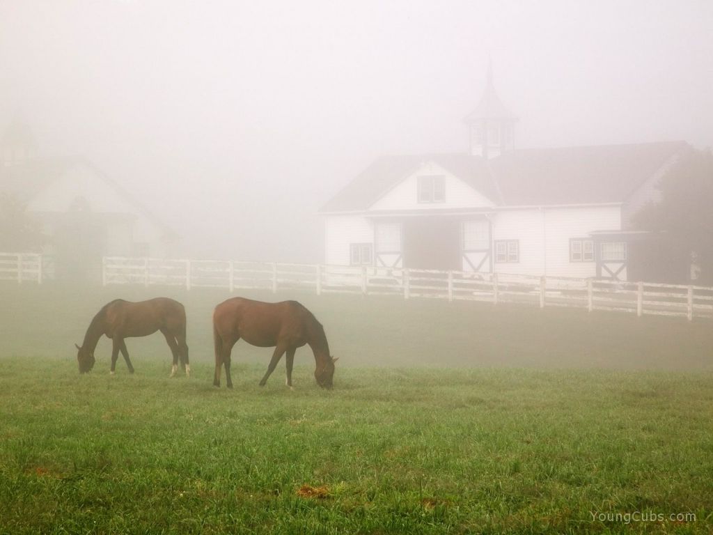 Manchester Horse Farm, Lexington, Kentucky
